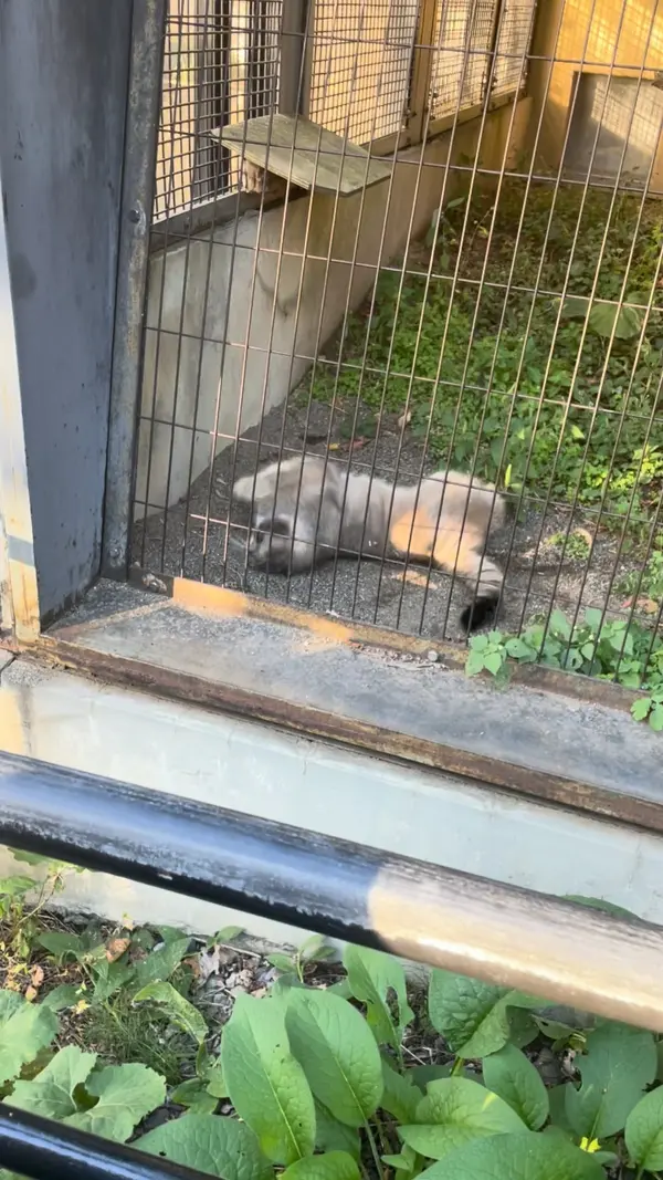 Hide rolling/flipping around!