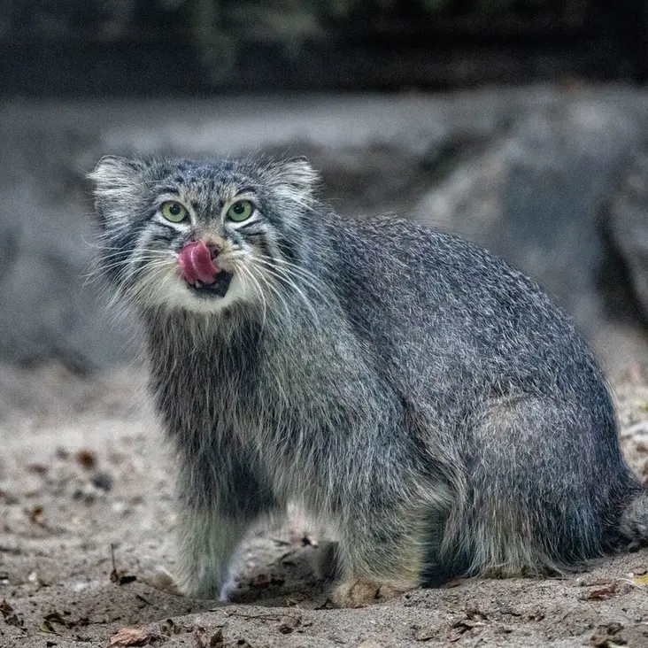 A photograph of Snezhinka in Novosibirsk Zoo
