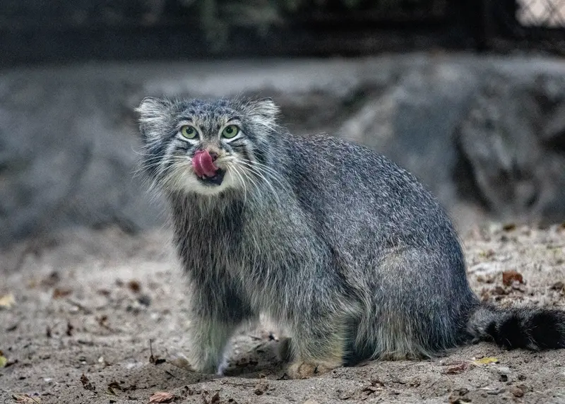 A photograph of Snezhinka in Novosibirsk Zoo