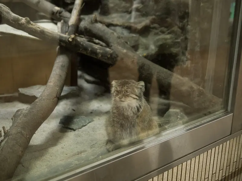 A photograph of Primula in Ueno Zoological Gardens