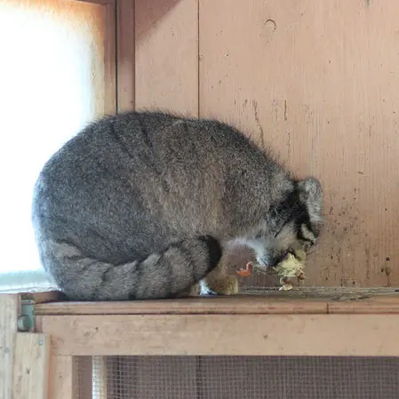 A photograph of Tabby in Saitama Children's Zoo