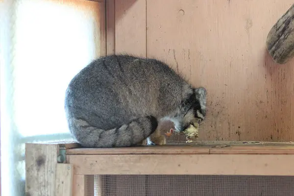 A photograph of Tabby in Saitama Children's Zoo