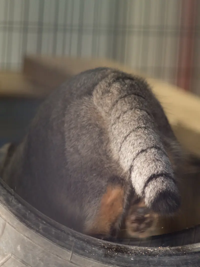 A photograph of Figa in Nogeyama Zoo