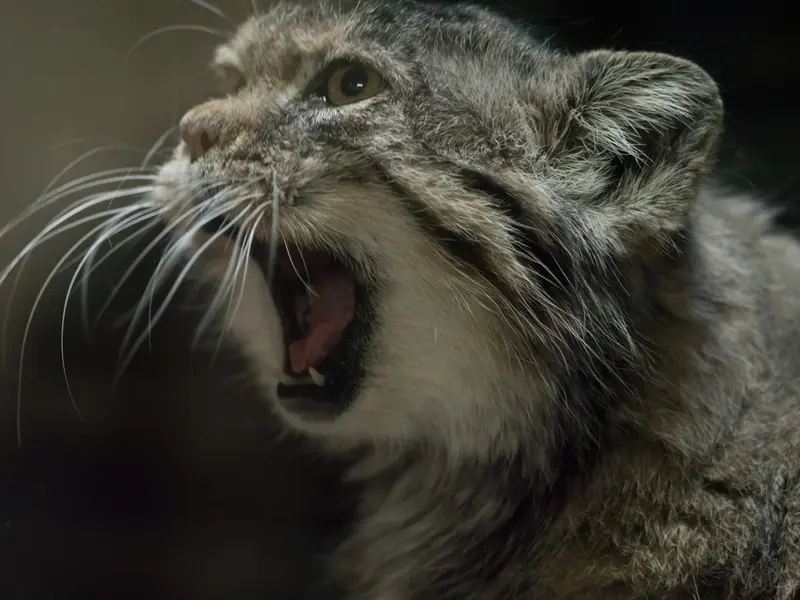 A photograph of Primula in Ueno Zoological Gardens