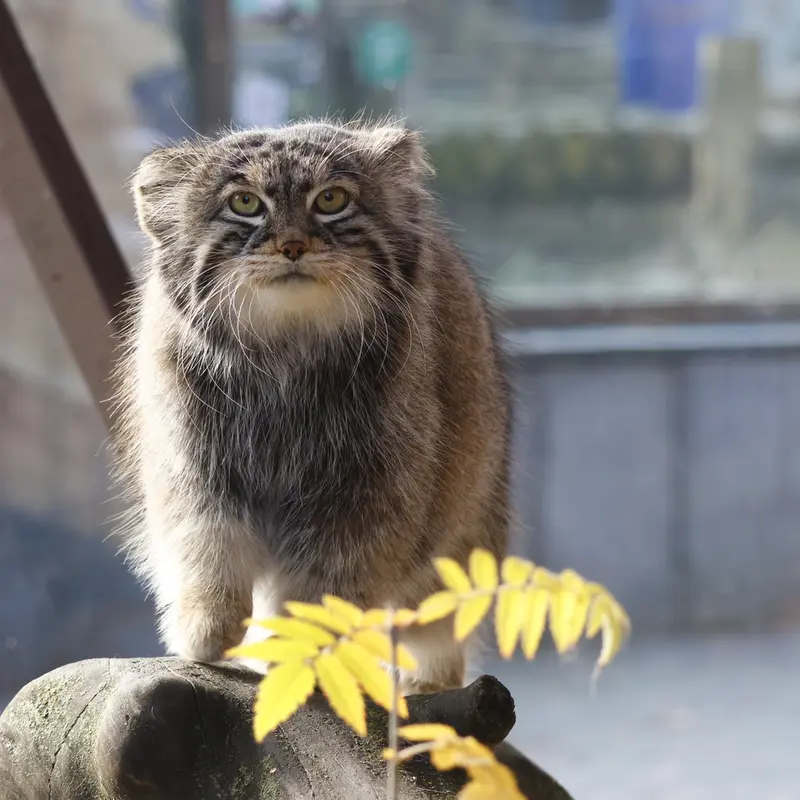 A photograph of Timofey in Moscow zoo