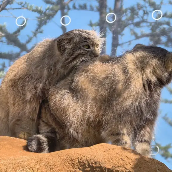 A photograph of a Pallas's cat in Prague Zoo