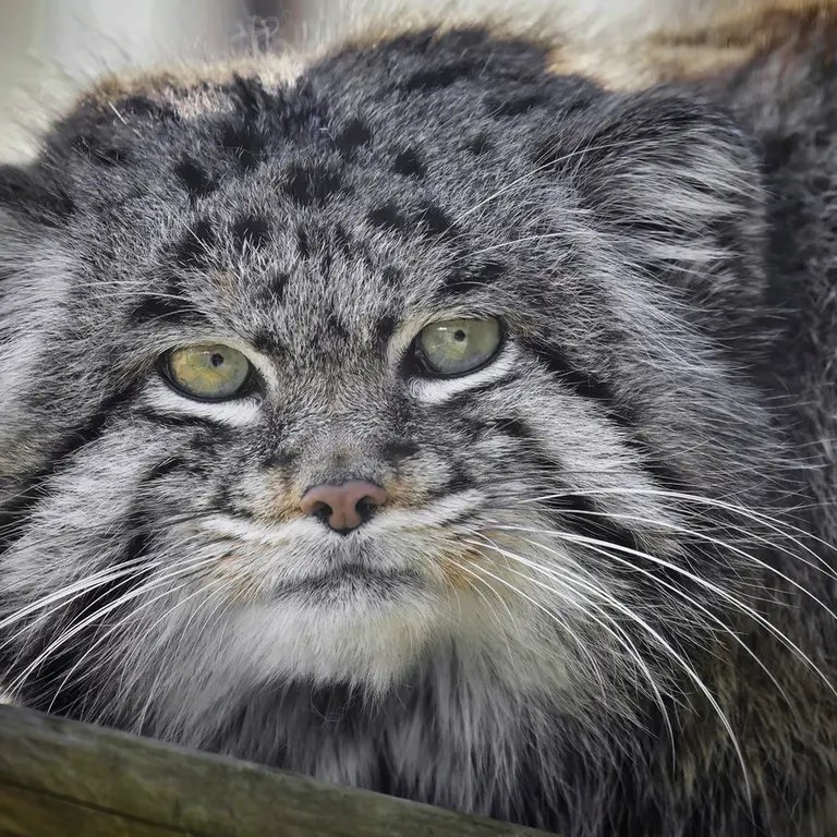 A photograph of Dima in Grasleben Zoo
