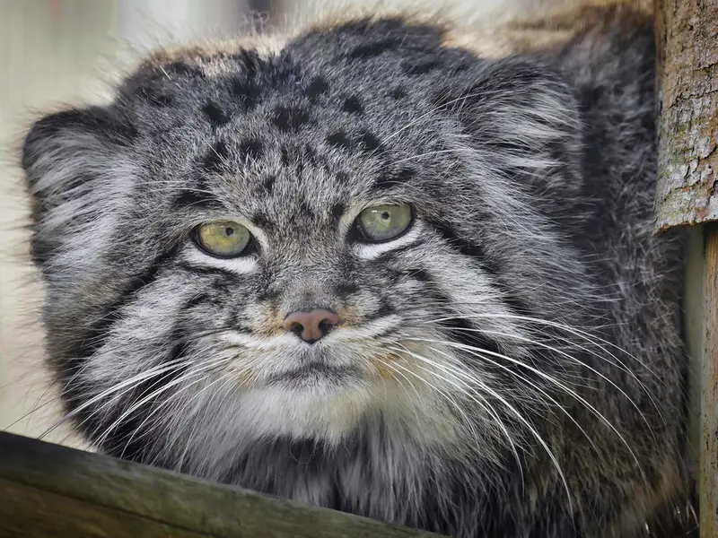 A photograph of Dima in Grasleben Zoo
