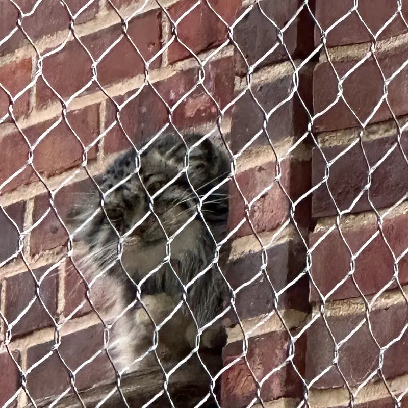 A photograph of a Pallas&#039;s cat in Prospect Park Zoo