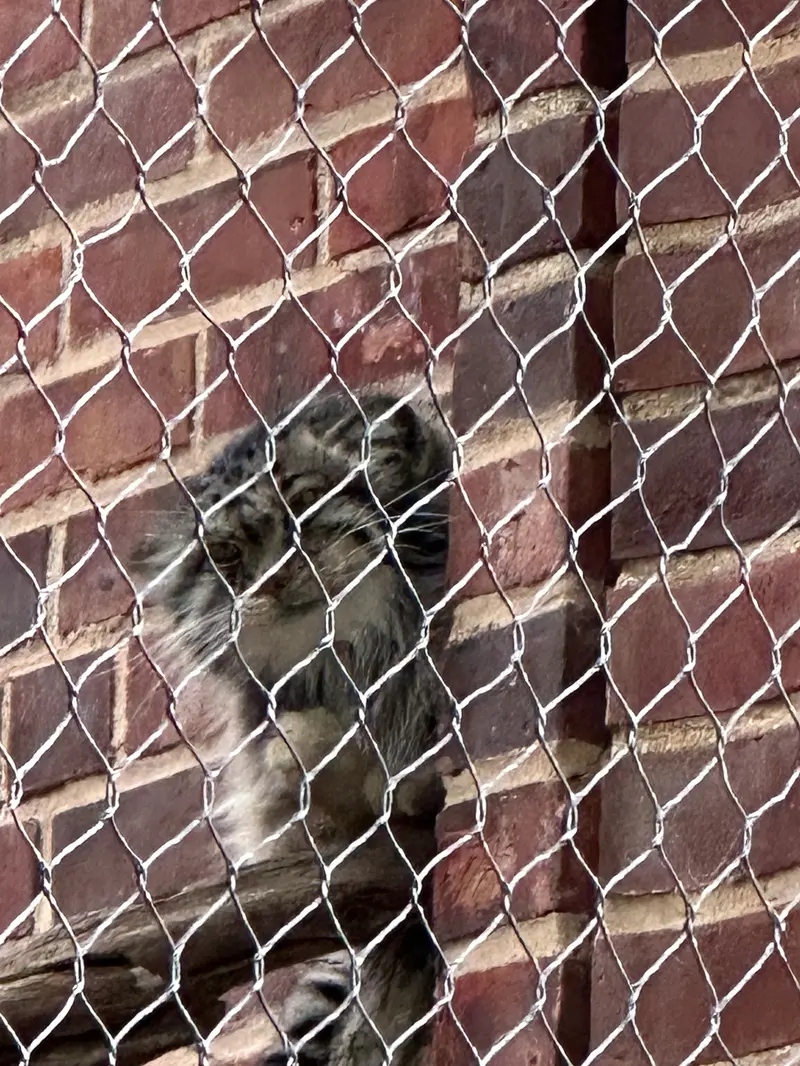A photograph of a Pallas&#039;s cat in Prospect Park Zoo