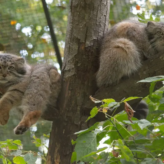 A photograph of Otto and Spay in Spaycific&#039;Zoo