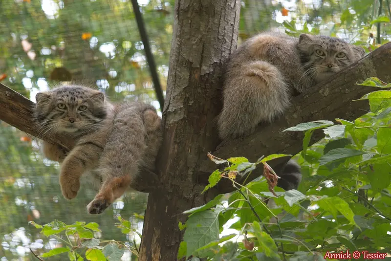 A photograph of Otto and Spay in Spaycific'Zoo