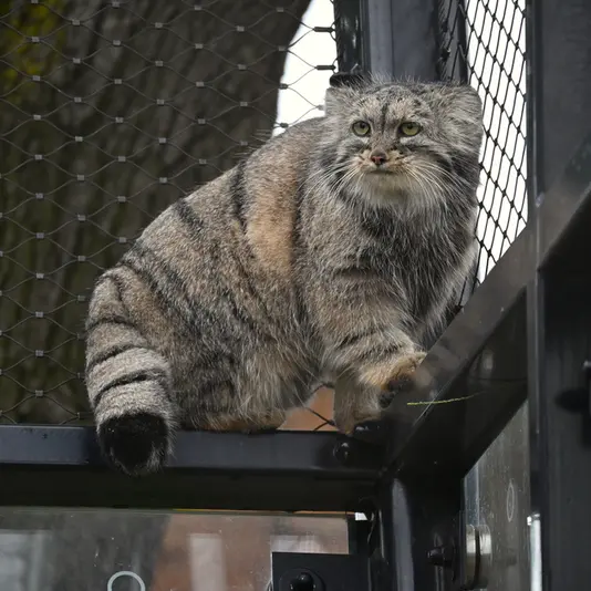 A photograph of Prinsessa in Prague Zoo