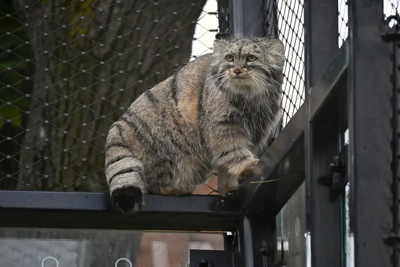 A photograph of Prinsessa in Prague Zoo