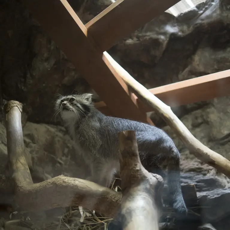 A photograph of Klyon in Ueno Zoological Gardens