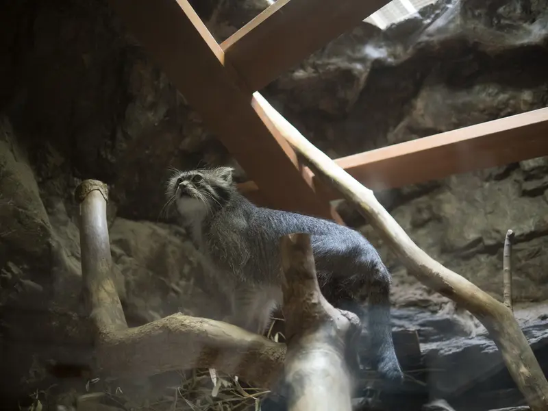 A photograph of Klyon in Ueno Zoological Gardens