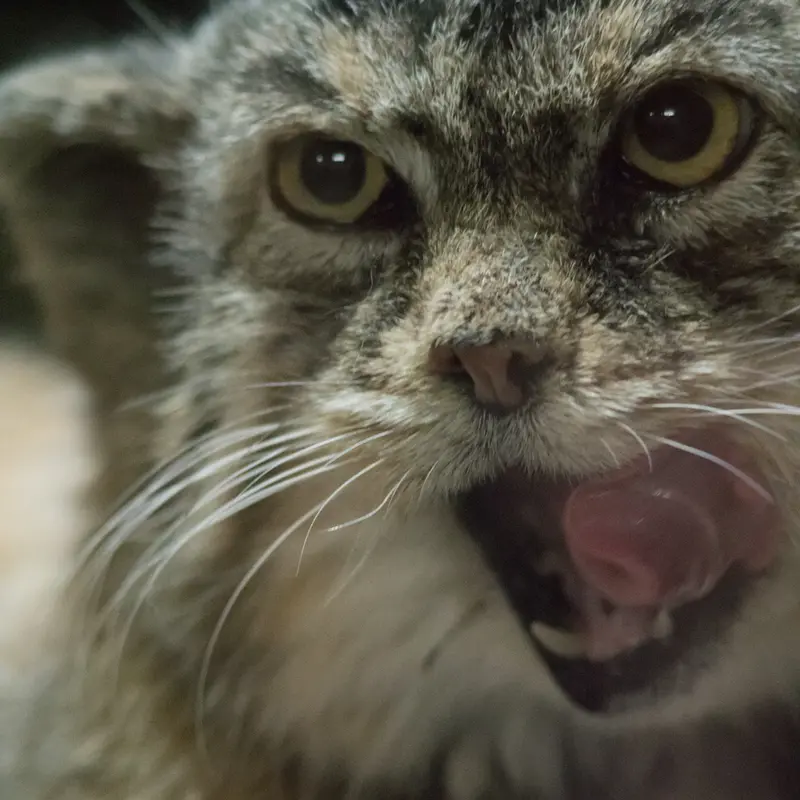 A photograph of Primula in Ueno Zoological Gardens