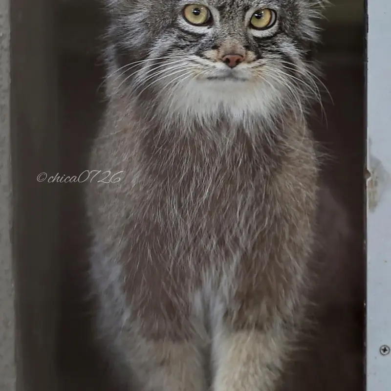 A photograph of Figa in Nogeyama Zoo