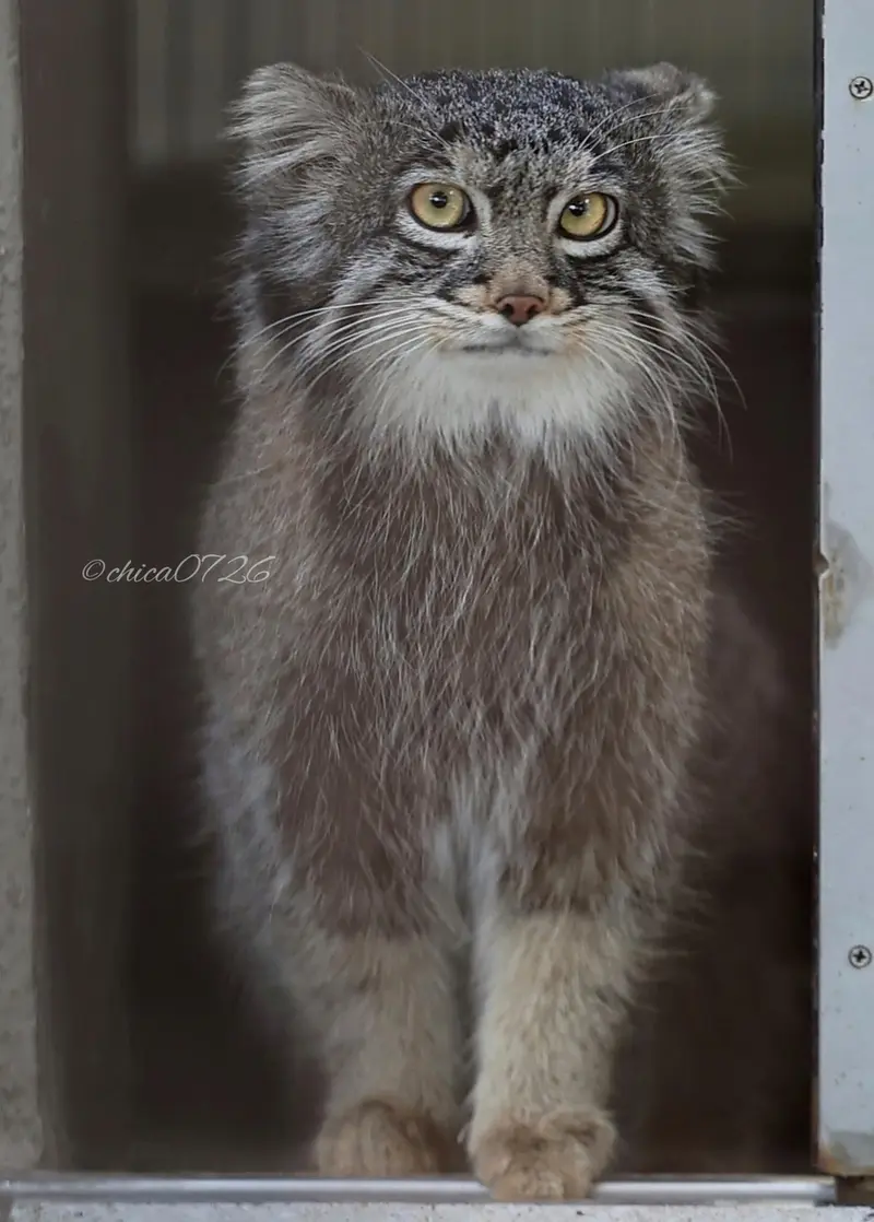 A photograph of Figa in Nogeyama Zoo