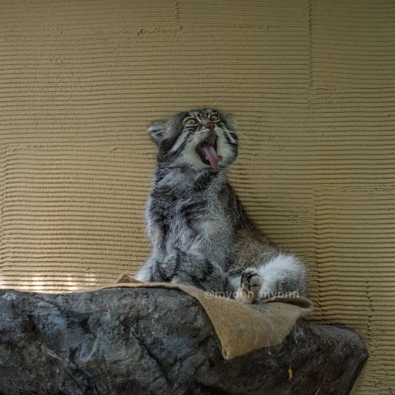A photograph of Grusha in Asahiyama Zoo