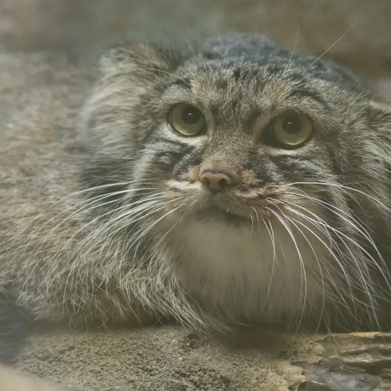 A photograph of Shafran in Ueno Zoological Gardens