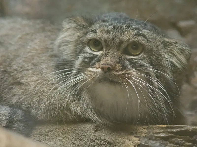 A photograph of Shafran in Ueno Zoological Gardens