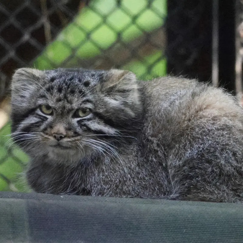 A photograph of a Pallas's cat