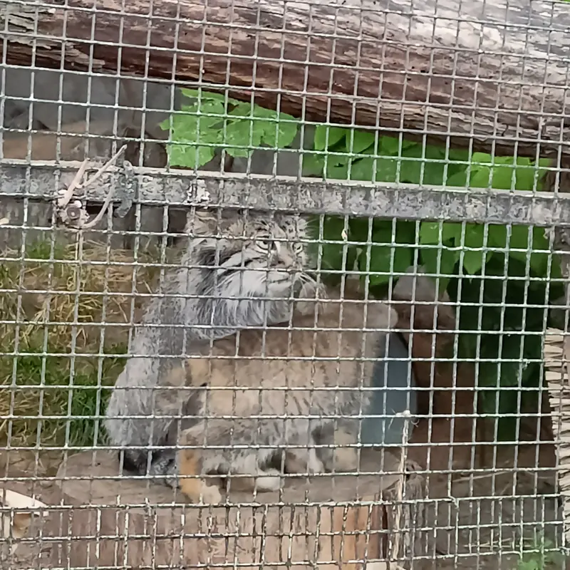 A photograph of a Pallas's cat