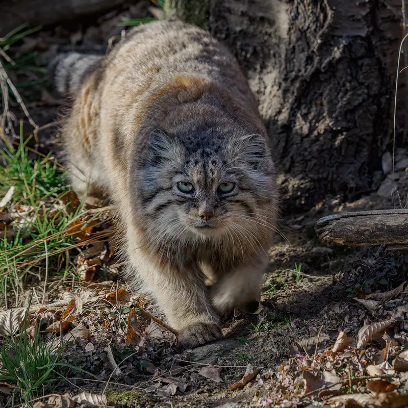 A photograph of Rgasha in Jihlava Zoo