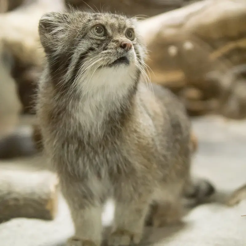 A photograph of Klyon in Ueno Zoological Gardens