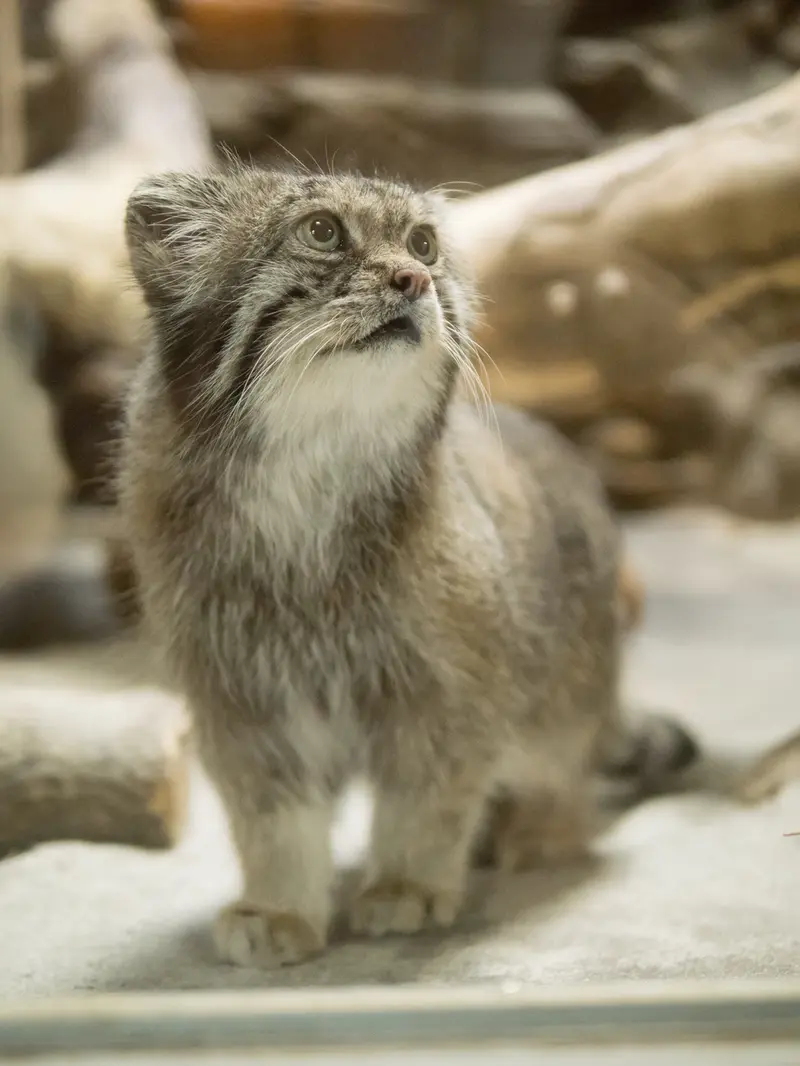 A photograph of Klyon in Ueno Zoological Gardens