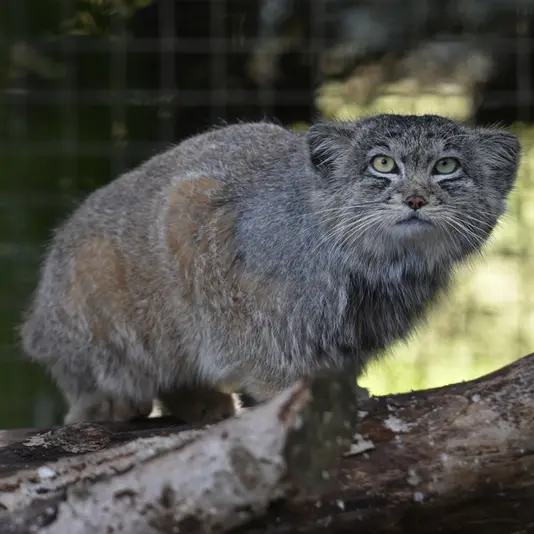 A photograph of Khal in Banham Zoo