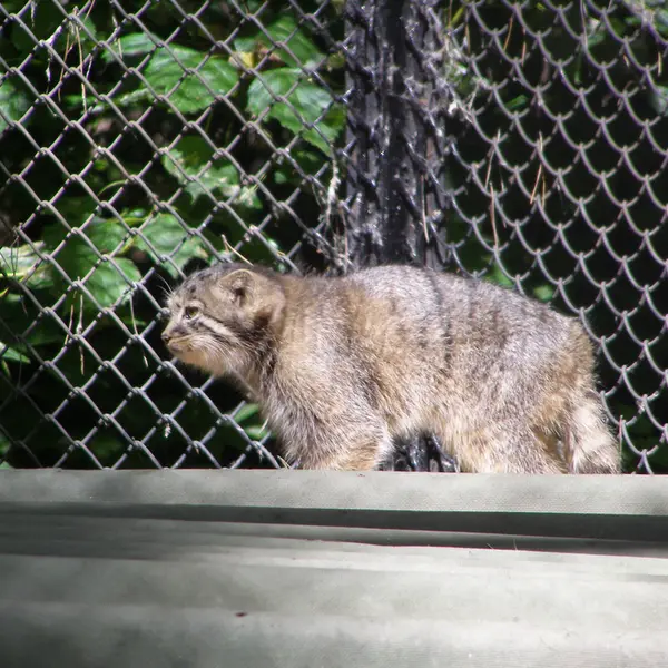 A photograph of a Pallas's cat in Novosibirsk Zoo