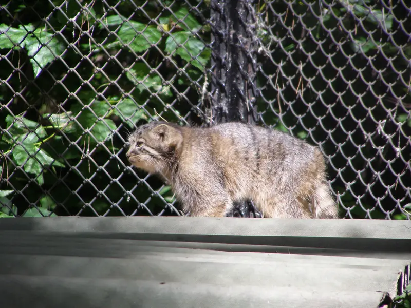 A photograph of a Pallas's cat in Novosibirsk Zoo
