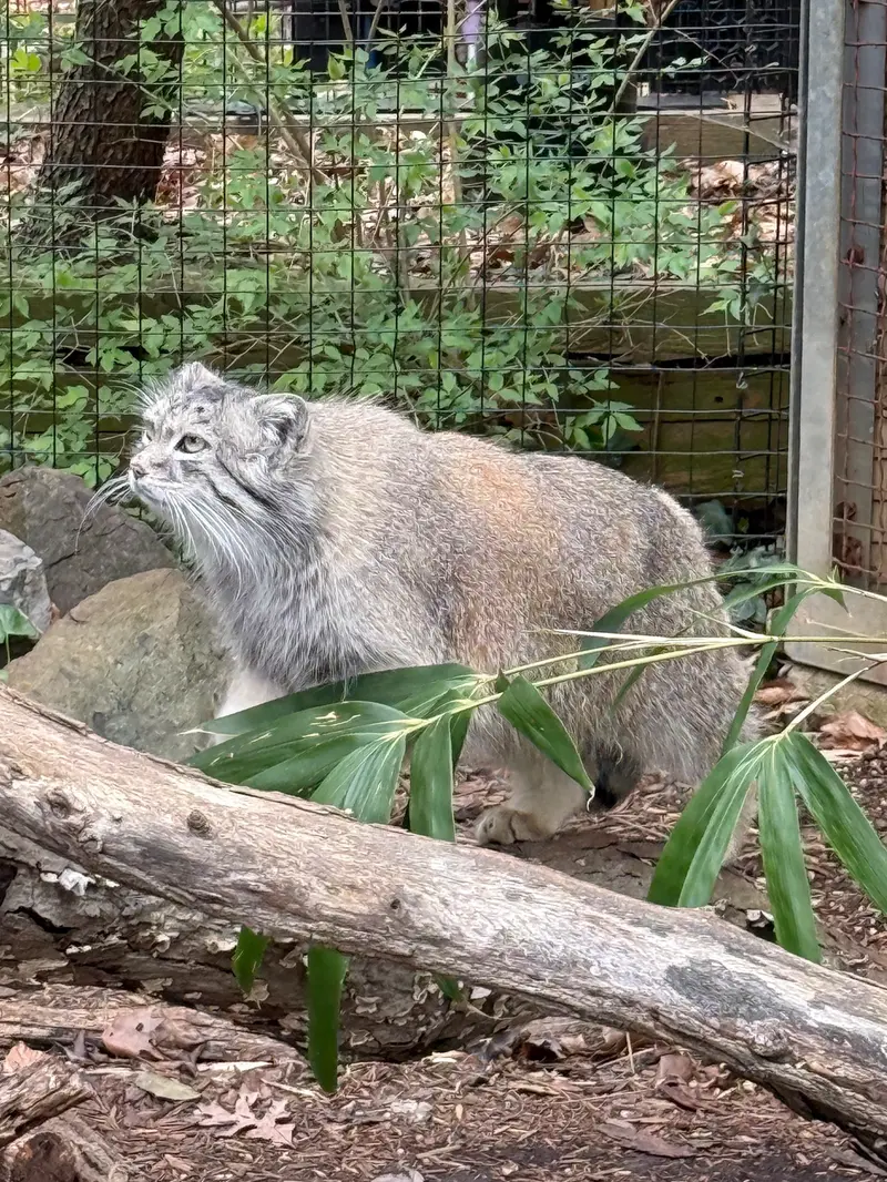 A photograph of Akar in Smithsonian's National Zoo