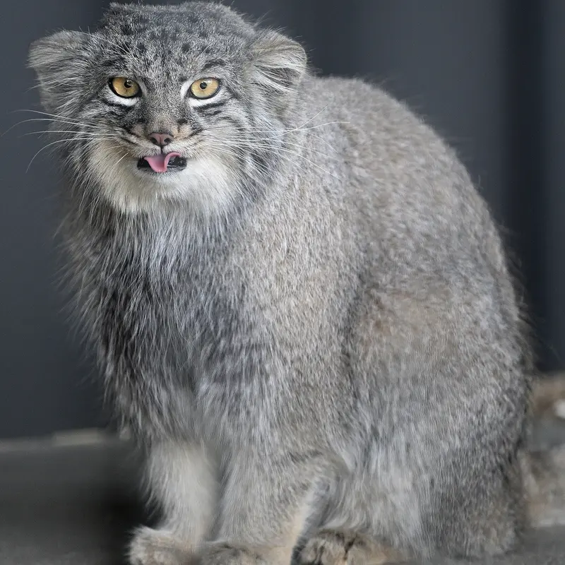 A photograph of Mei in Gokatsuraike Animal Park
