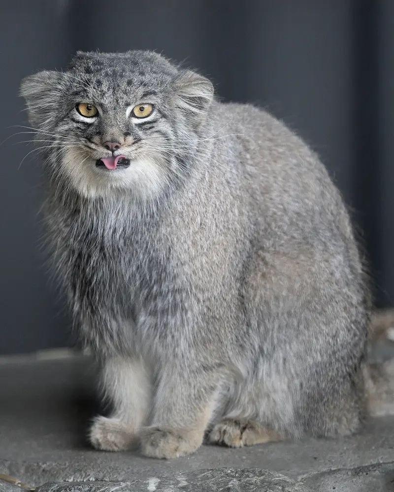 A photograph of Mei in Gokatsuraike Animal Park