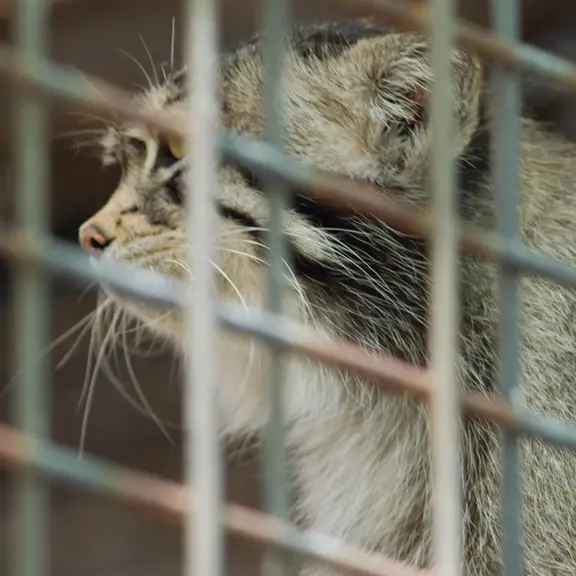 A photograph of a Pallas's cat in Kobe Oji Zoo
