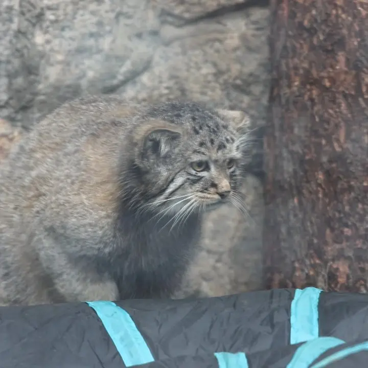 A photograph of a Pallas's cat in Leningrad zoo