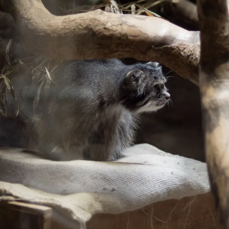 A photograph of Klyon in Ueno Zoological Gardens
