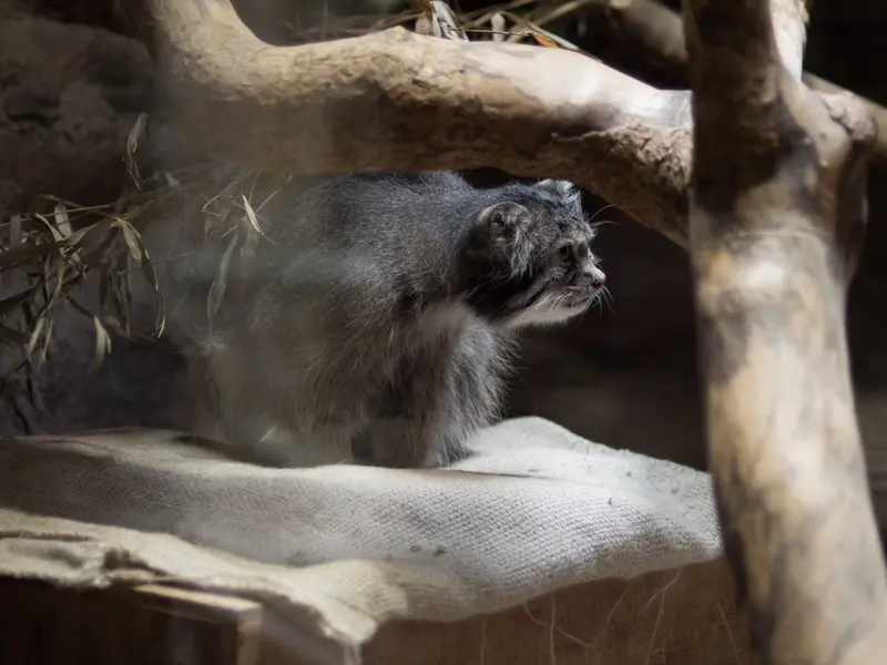 A photograph of Klyon in Ueno Zoological Gardens