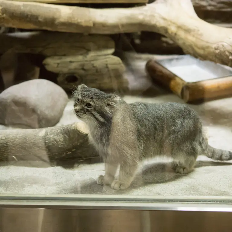 A photograph of Klyon in Ueno Zoological Gardens