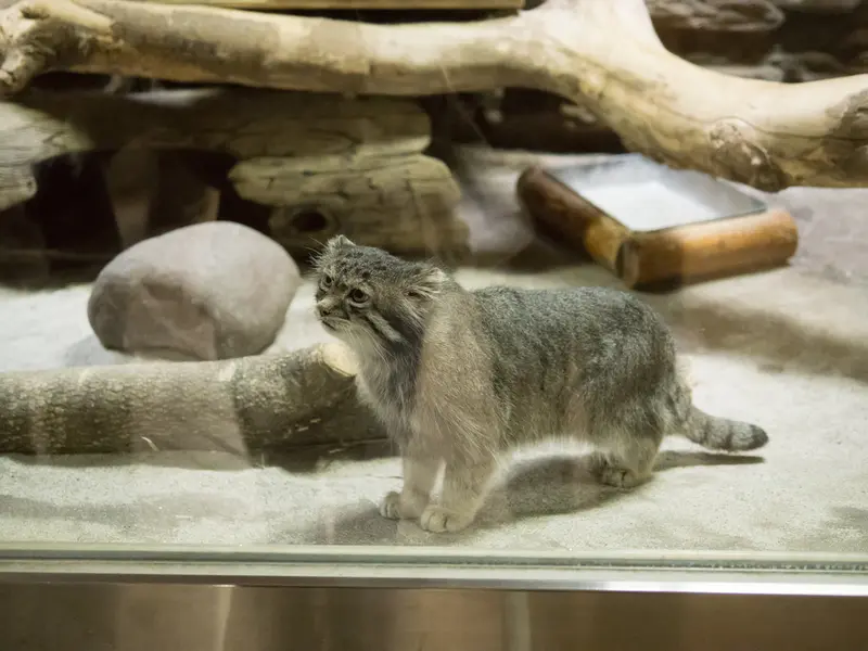A photograph of Klyon in Ueno Zoological Gardens