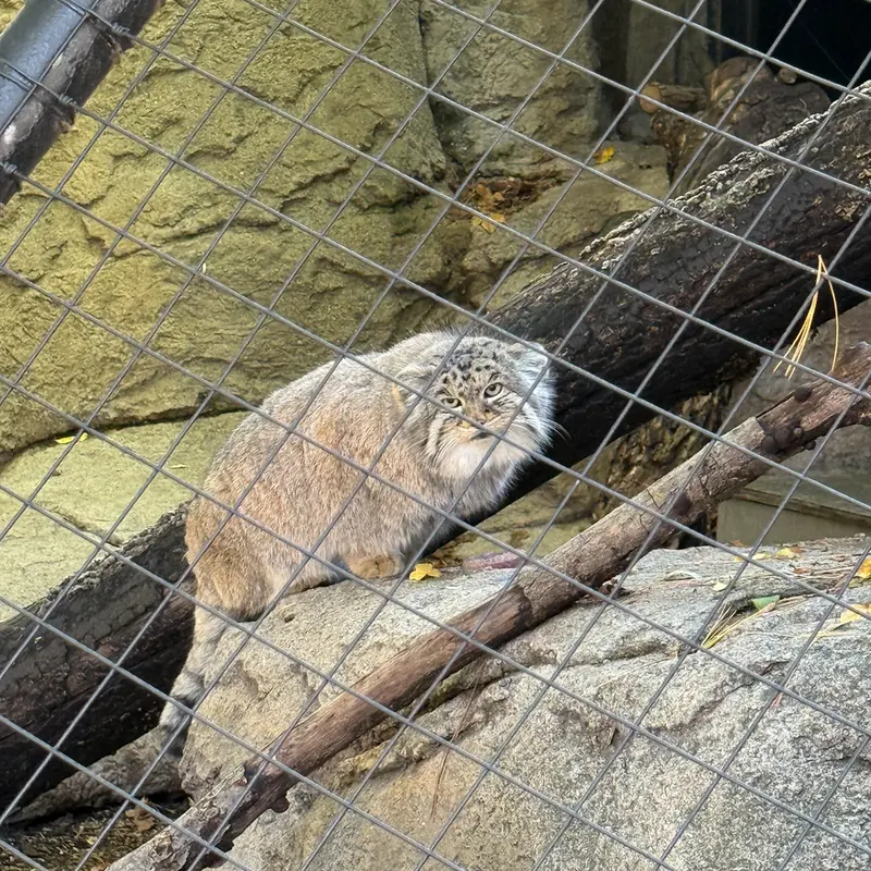 A photograph of Mushu in Cincinnati Zoo