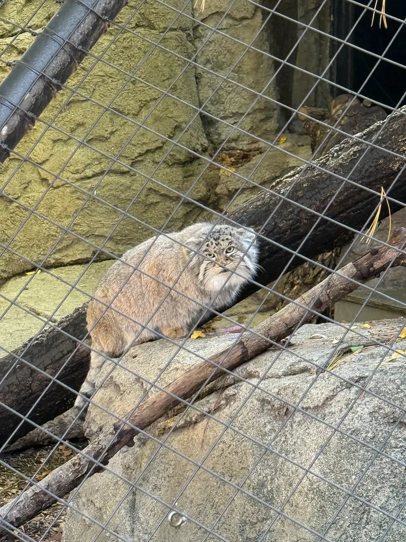 A photograph of Mushu in Cincinnati Zoo