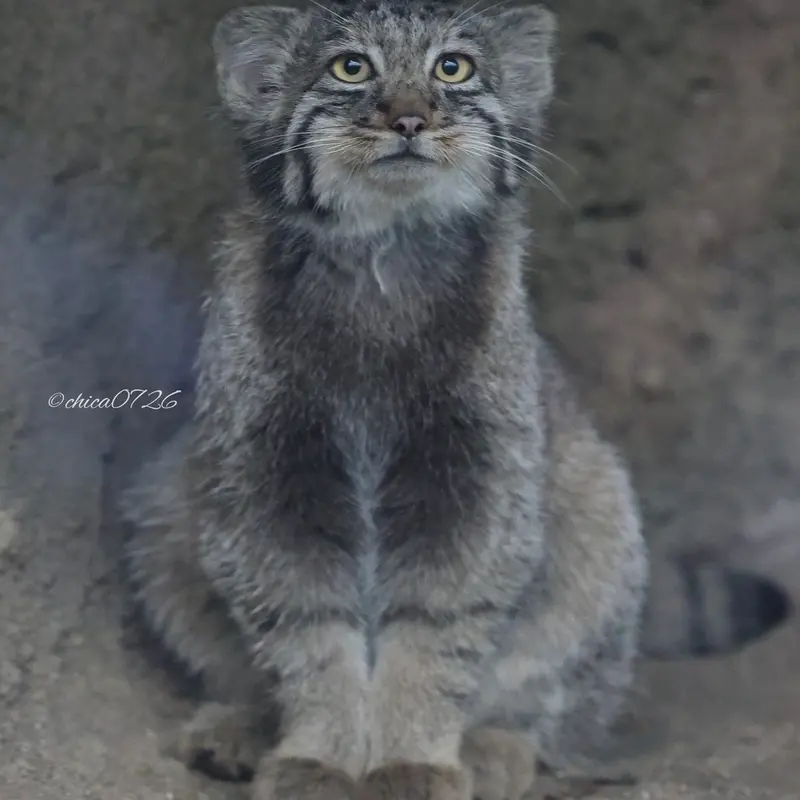 A photograph of Nagi in Kobe Animal Kingdom