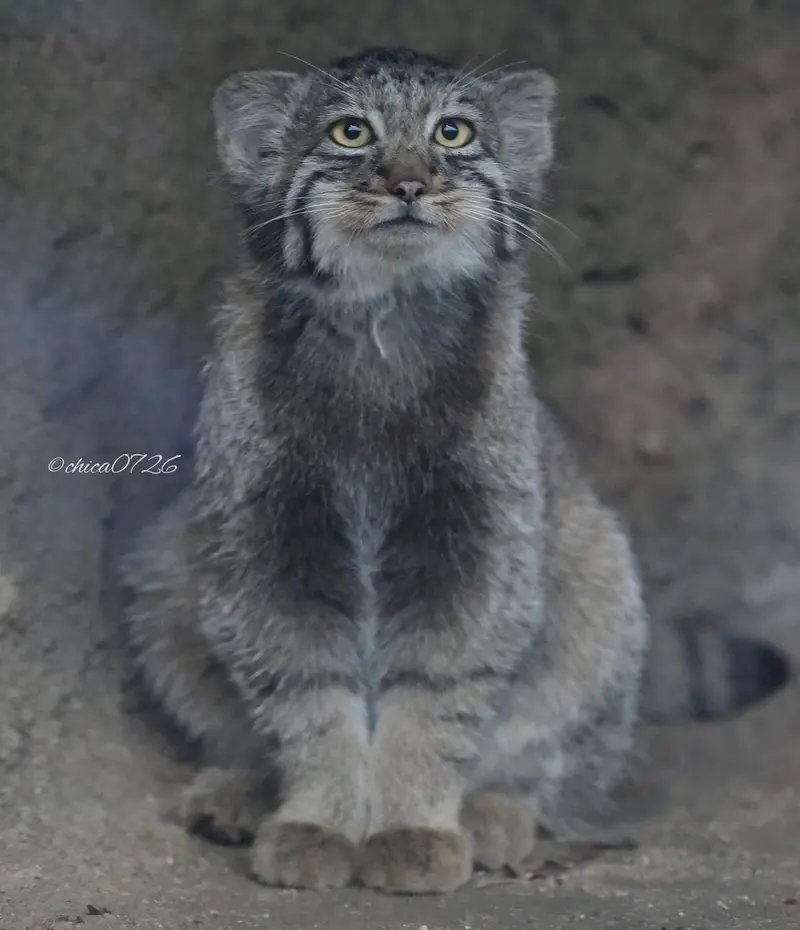 A photograph of Nagi in Kobe Animal Kingdom