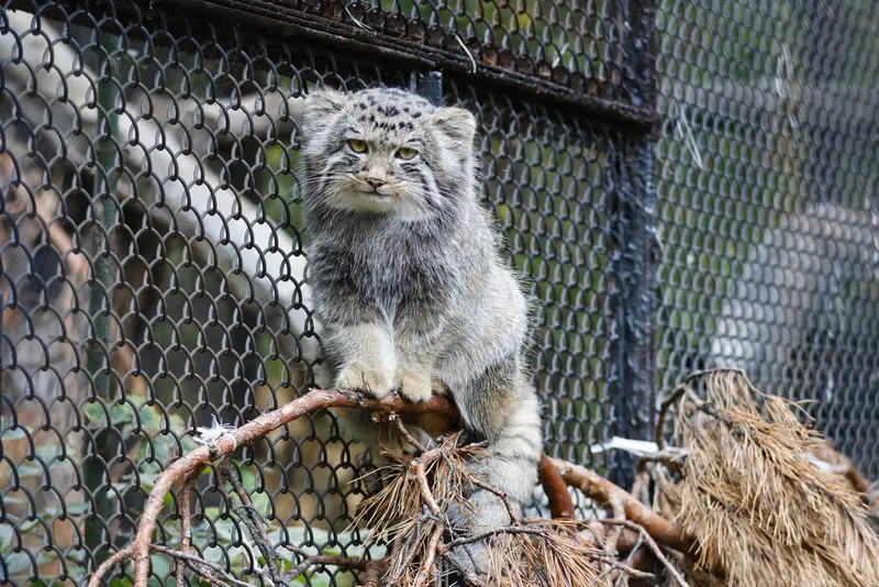 A photograph of a Pallas's cat in Novosibirsk Zoo