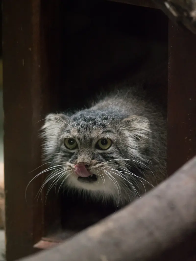 A photograph of Shafran in Ueno Zoological Gardens