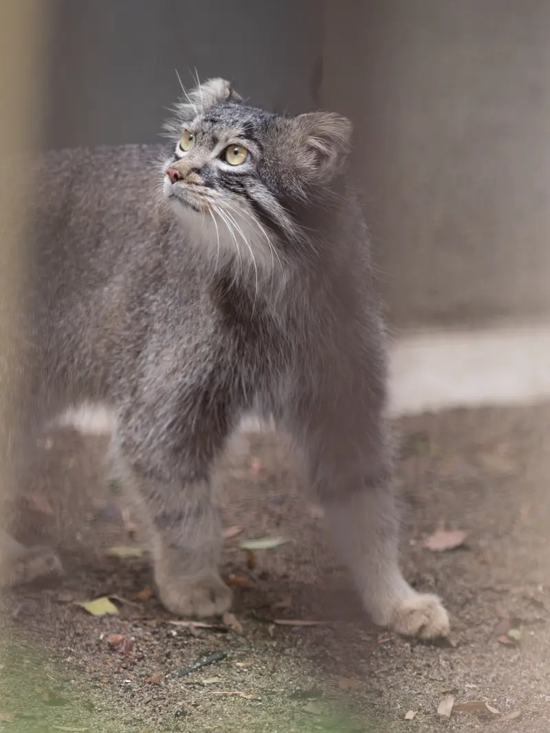 A photograph of Figa in Nogeyama Zoo